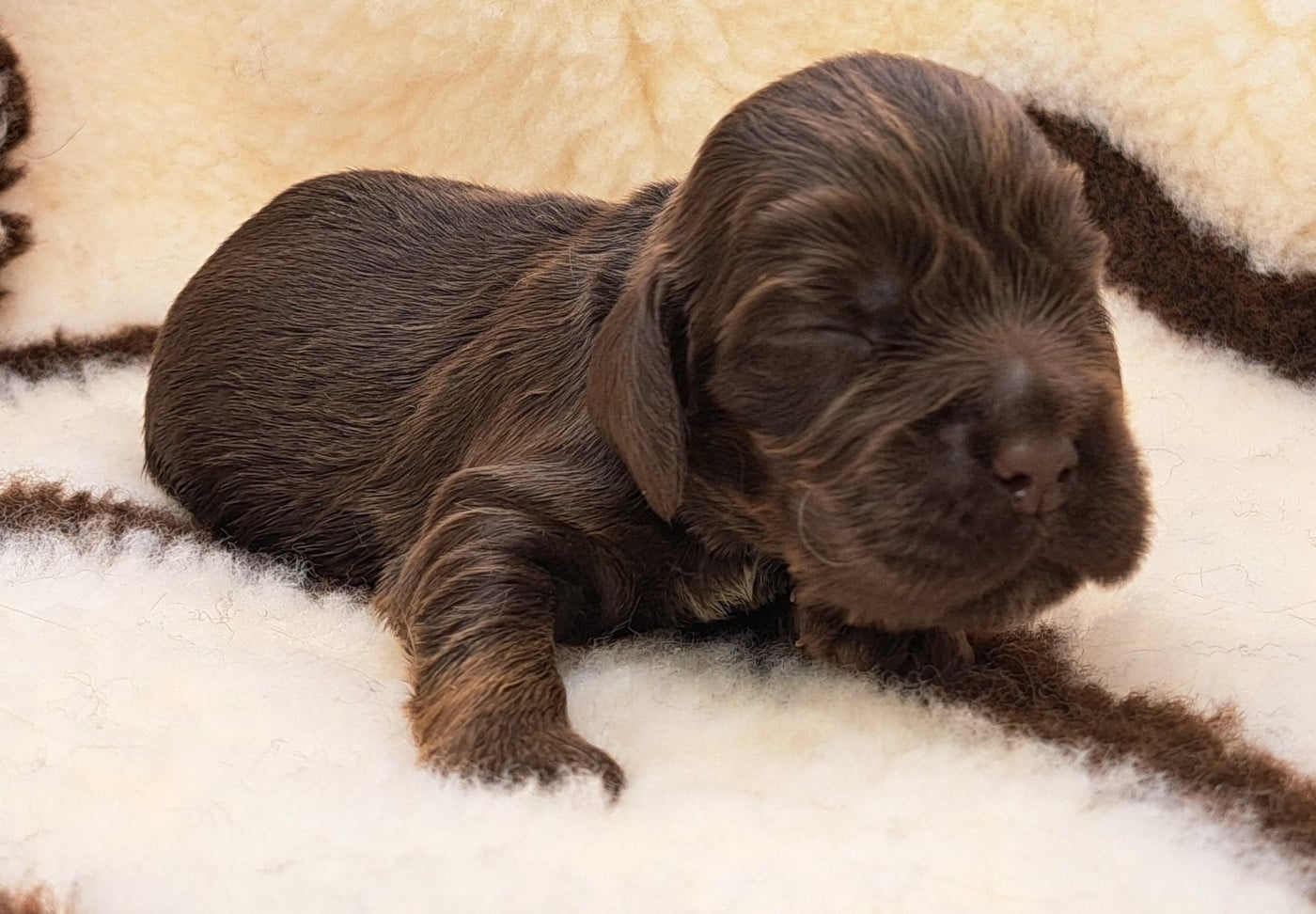 Cocker Spaniel Anglais - of Mayajoe's Dreams