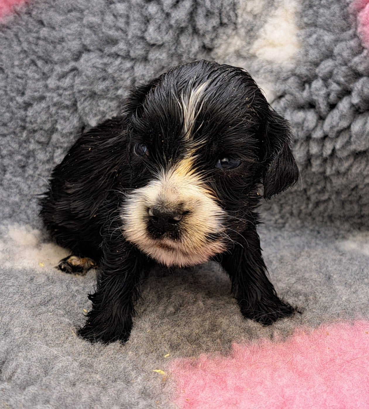 Cocker Spaniel Anglais - of Mayajoe's Dreams