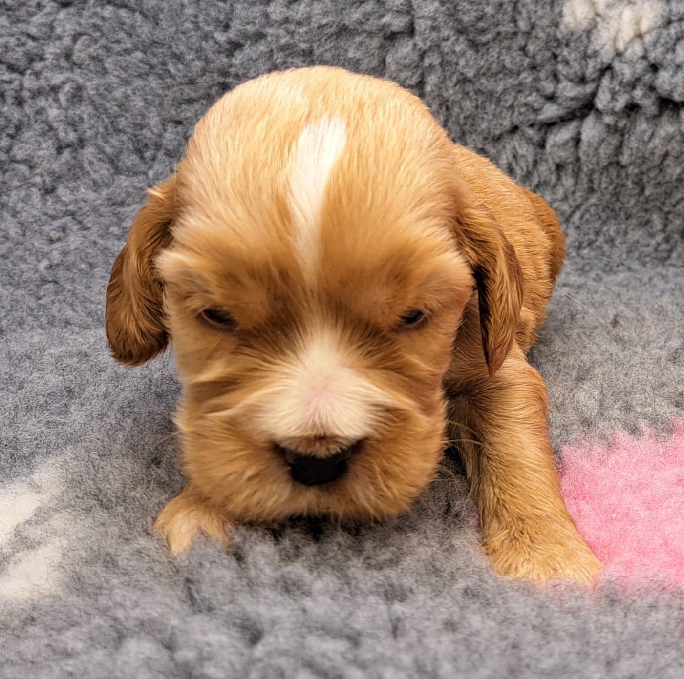 Cocker Spaniel Anglais - of Mayajoe's Dreams