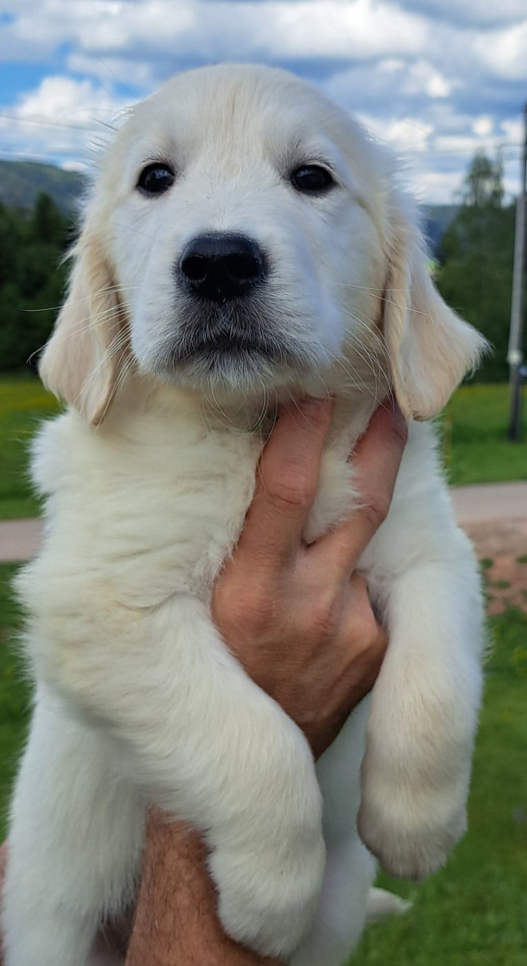 Golden Retriever - of Mayajoe's Dreams