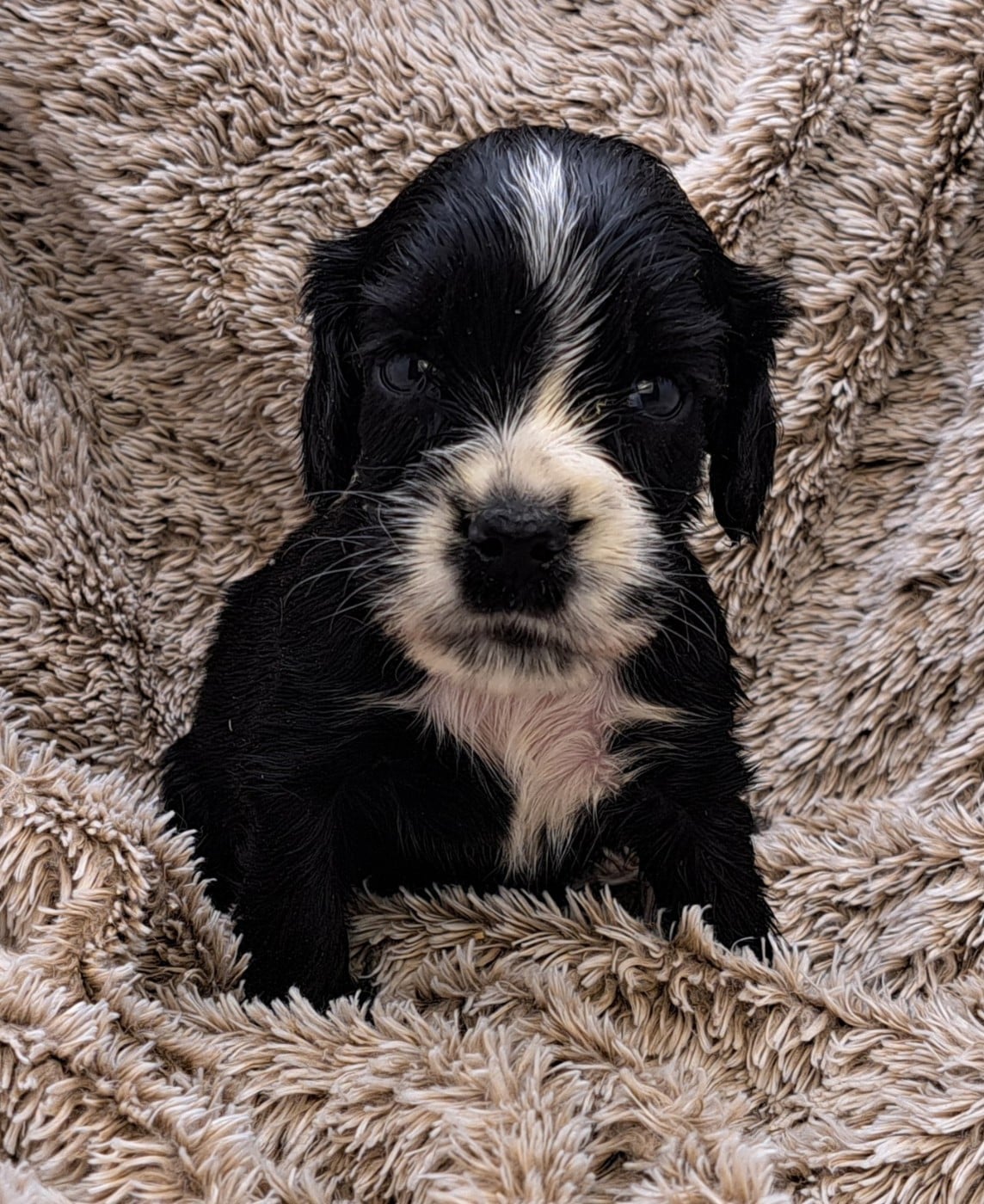 Cocker Spaniel Anglais - of Mayajoe's Dreams