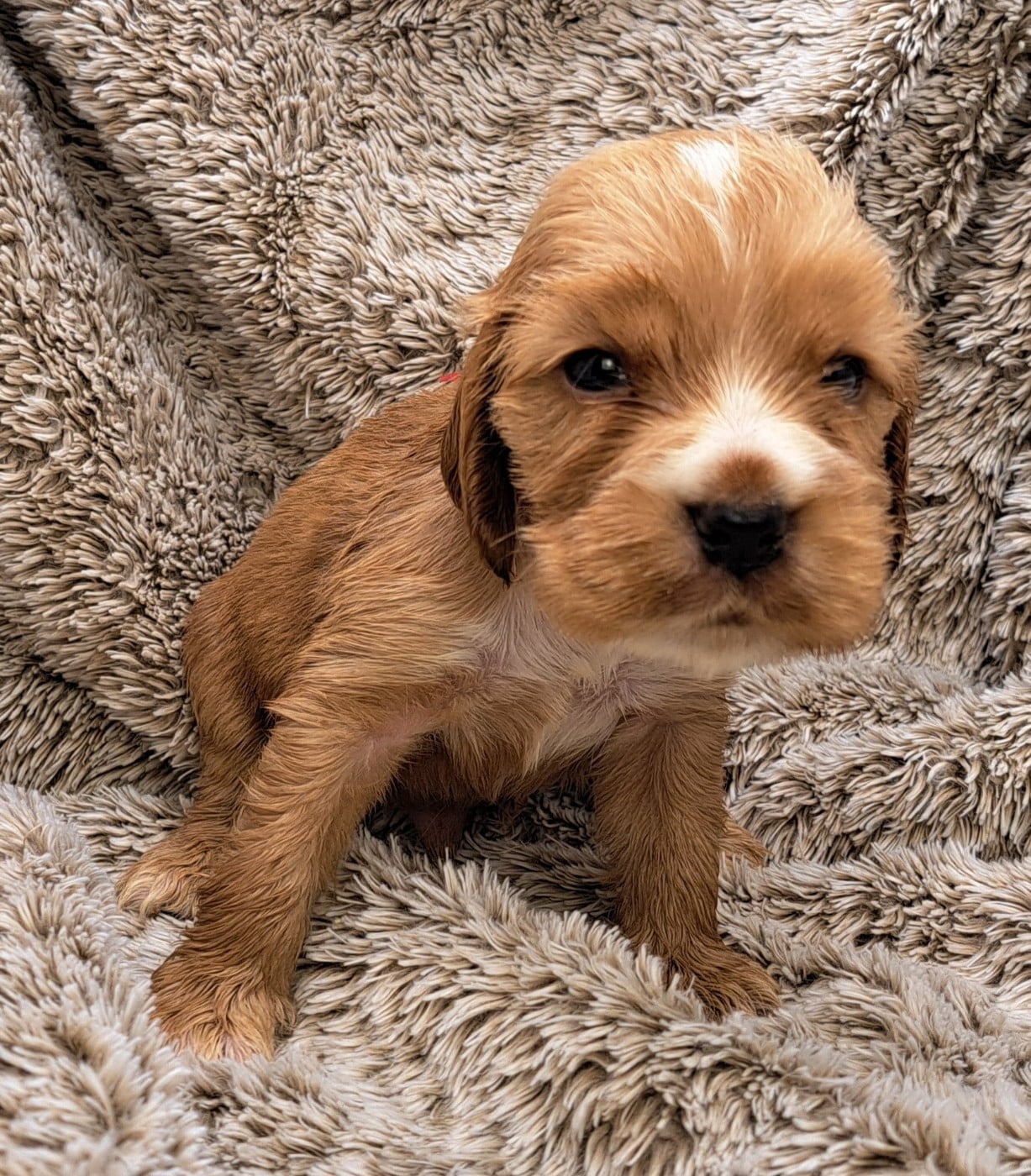 Cocker Spaniel Anglais - of Mayajoe's Dreams