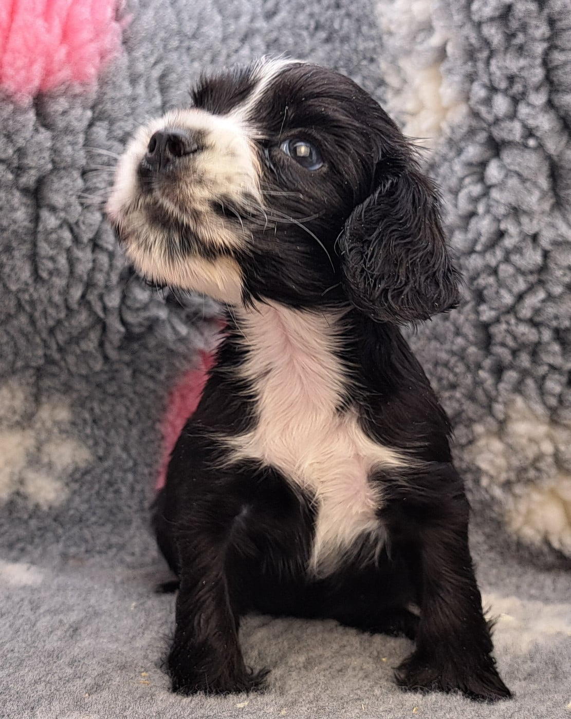 Cocker Spaniel Anglais - of Mayajoe's Dreams