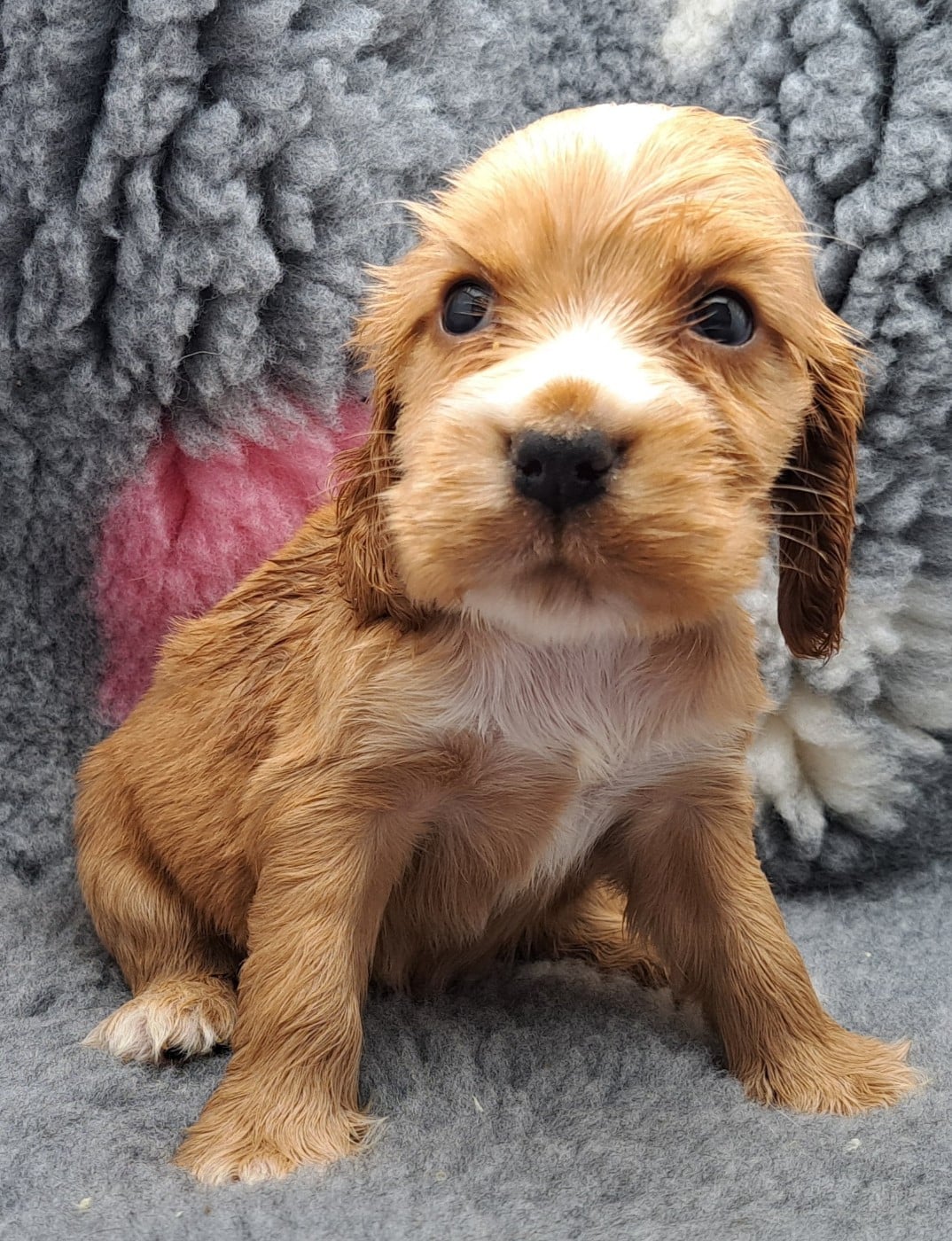 Cocker Spaniel Anglais - of Mayajoe's Dreams