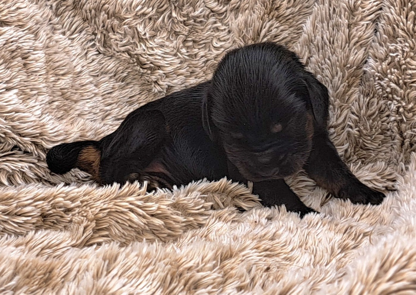 Chiot Cocker Spaniel Anglais