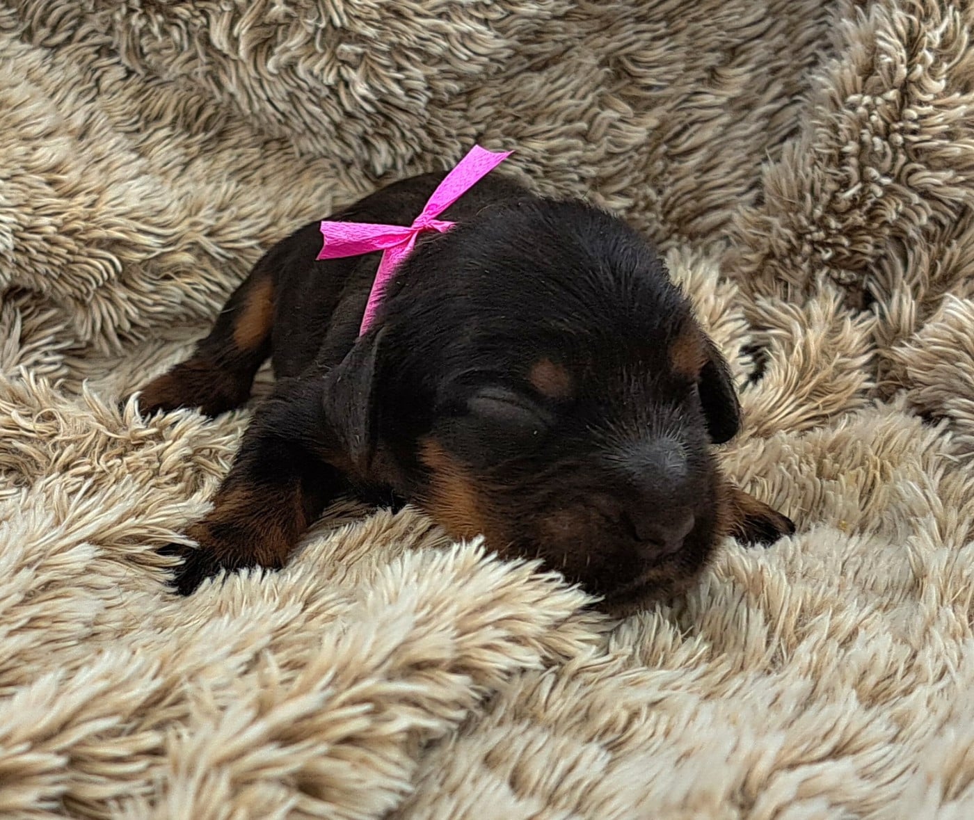 Chiot Cocker Spaniel Anglais