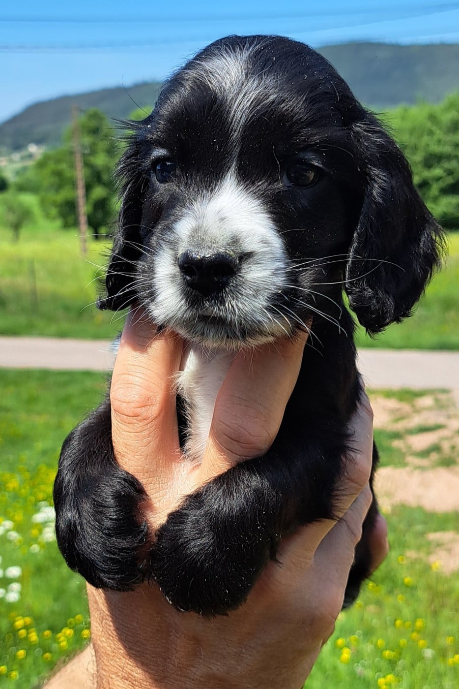 Cocker Spaniel Anglais - of Mayajoe's Dreams