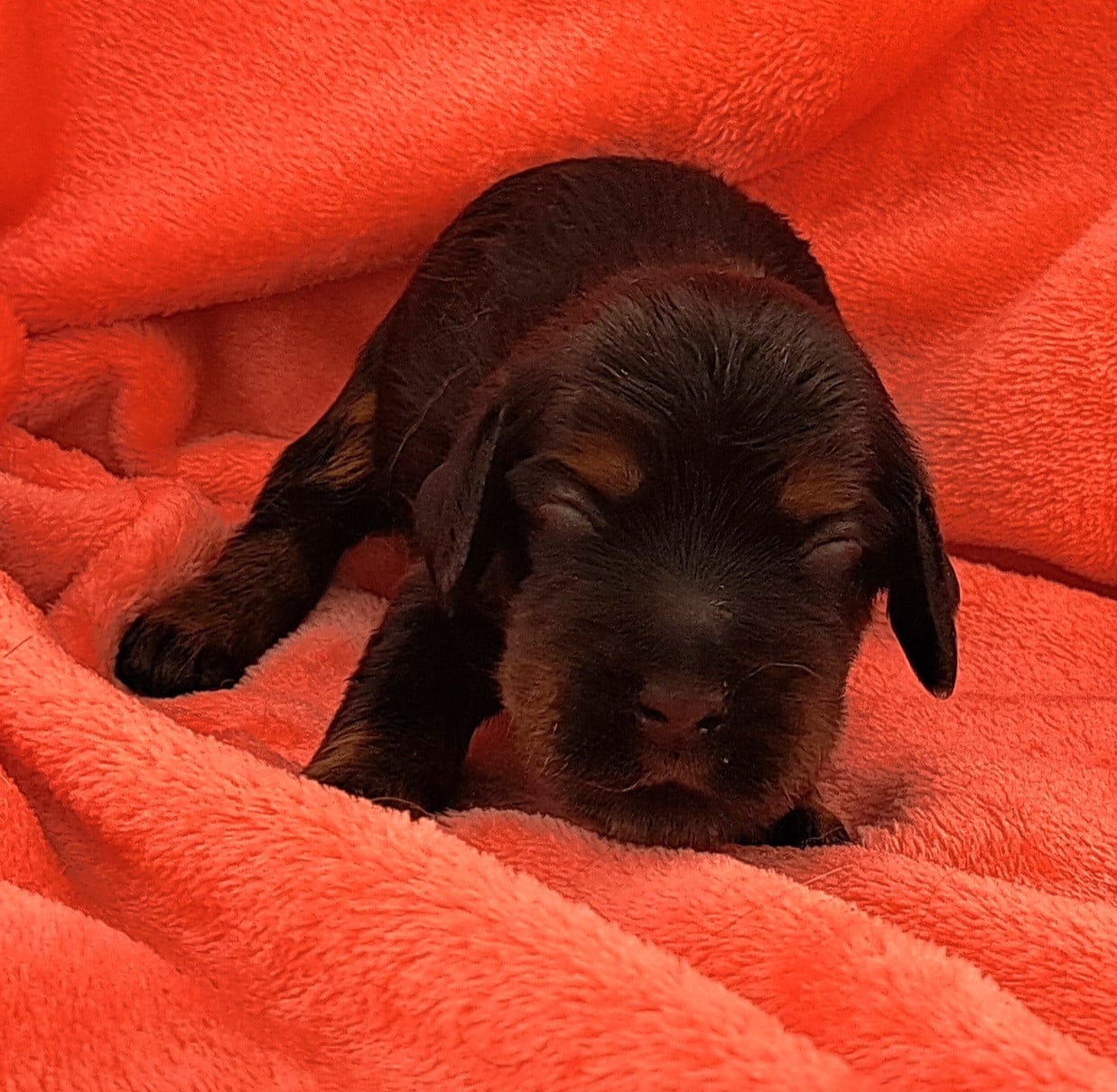 Cocker Spaniel Anglais - of Mayajoe's Dreams