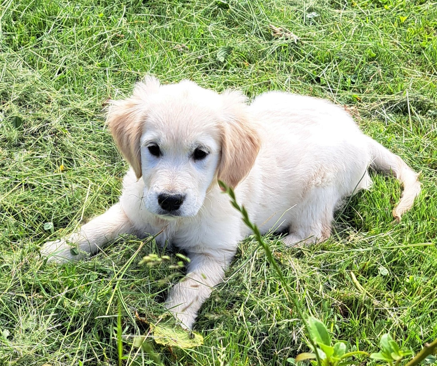 Golden Retriever - of Mayajoe's Dreams
