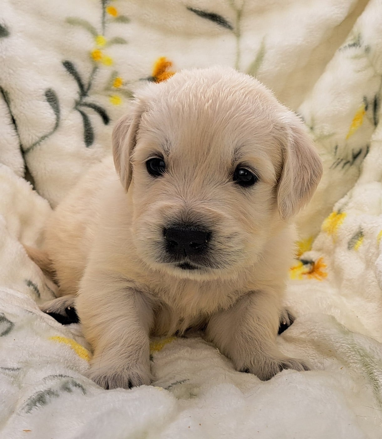 Golden Retriever - of Mayajoe's Dreams
