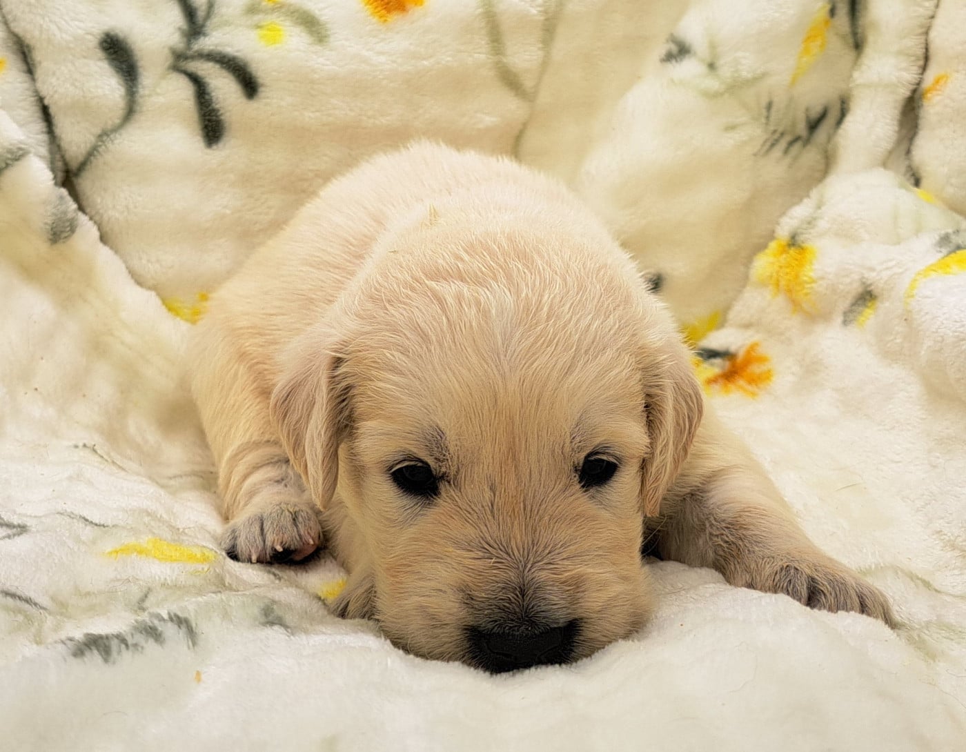 Golden Retriever - of Mayajoe's Dreams