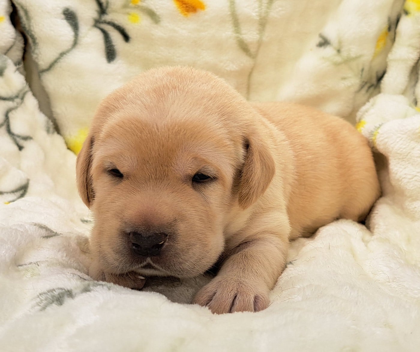 Labrador Retriever - of Mayajoe's Dreams