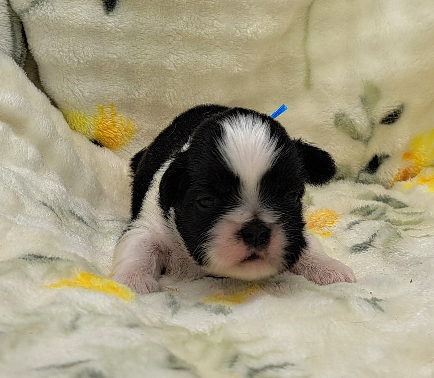 Shih Tzu - of Mayajoe's Dreams