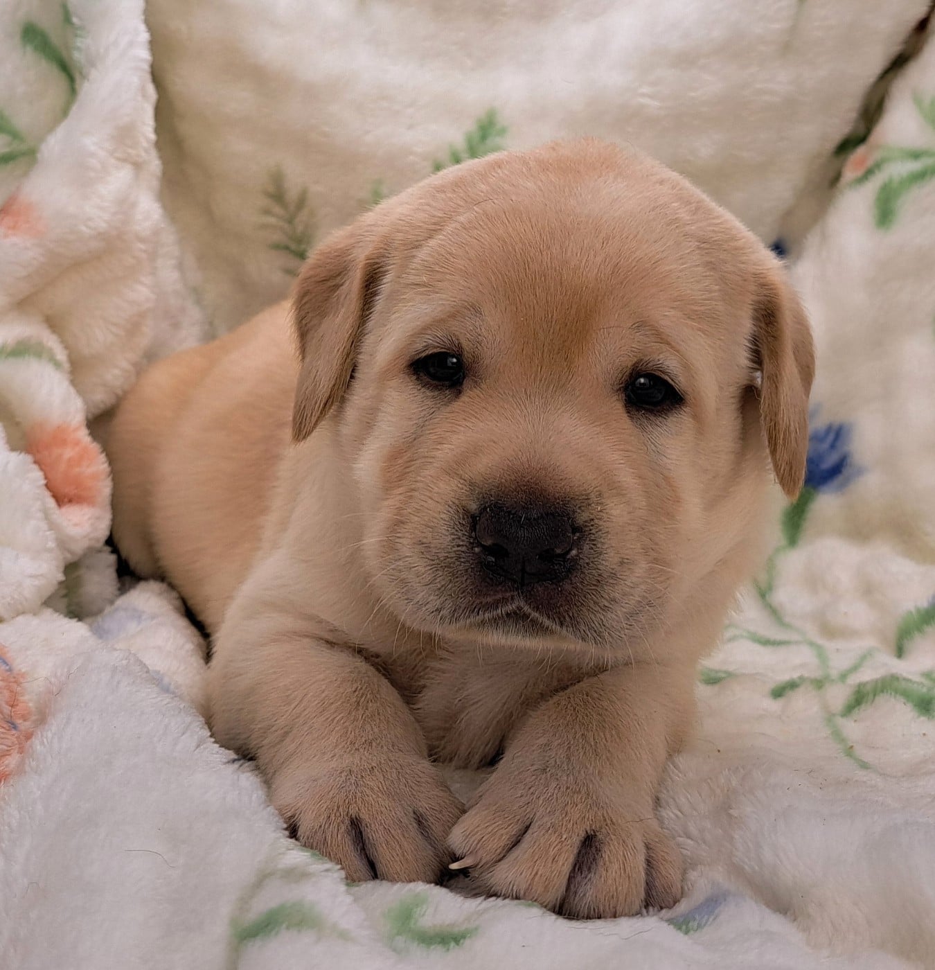 Labrador Retriever - of Mayajoe's Dreams