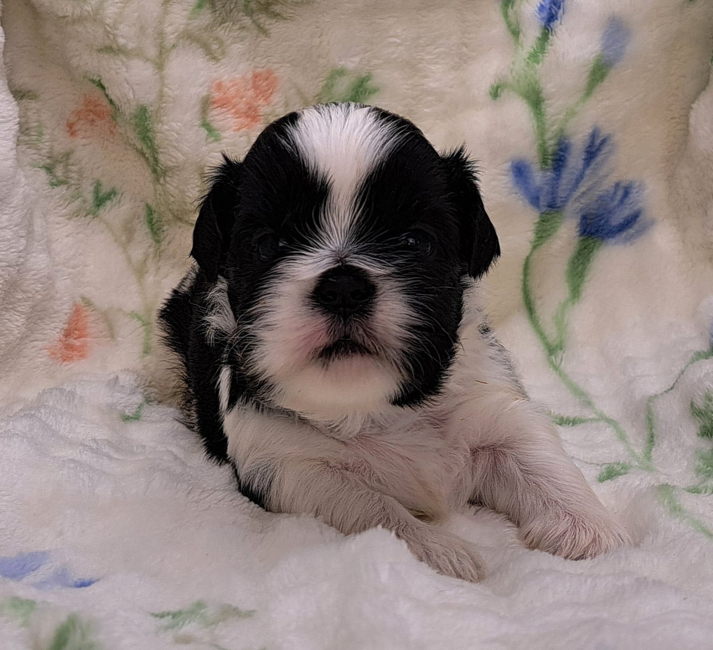 Shih Tzu - of Mayajoe's Dreams