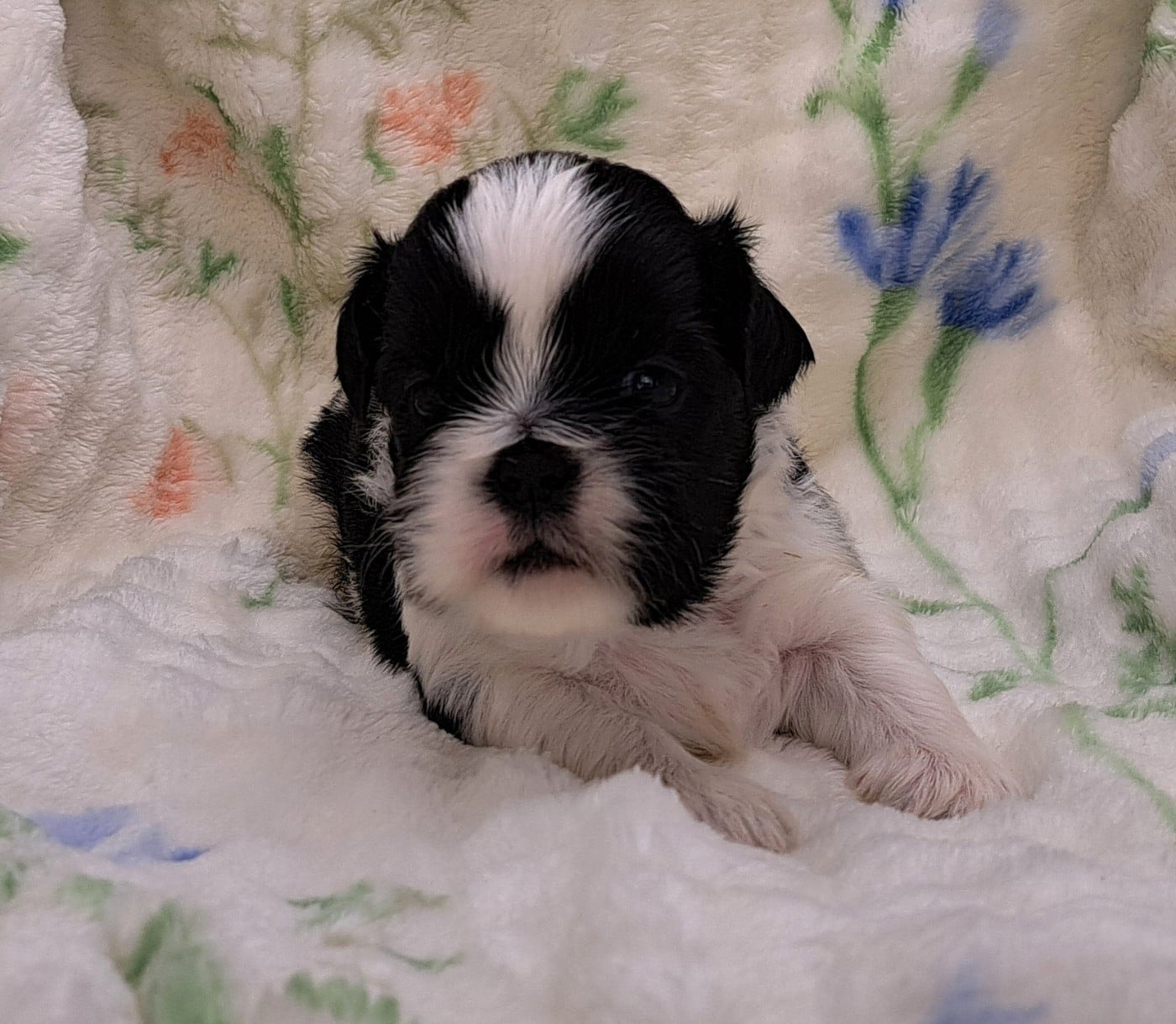 Boris (ruban bleu)