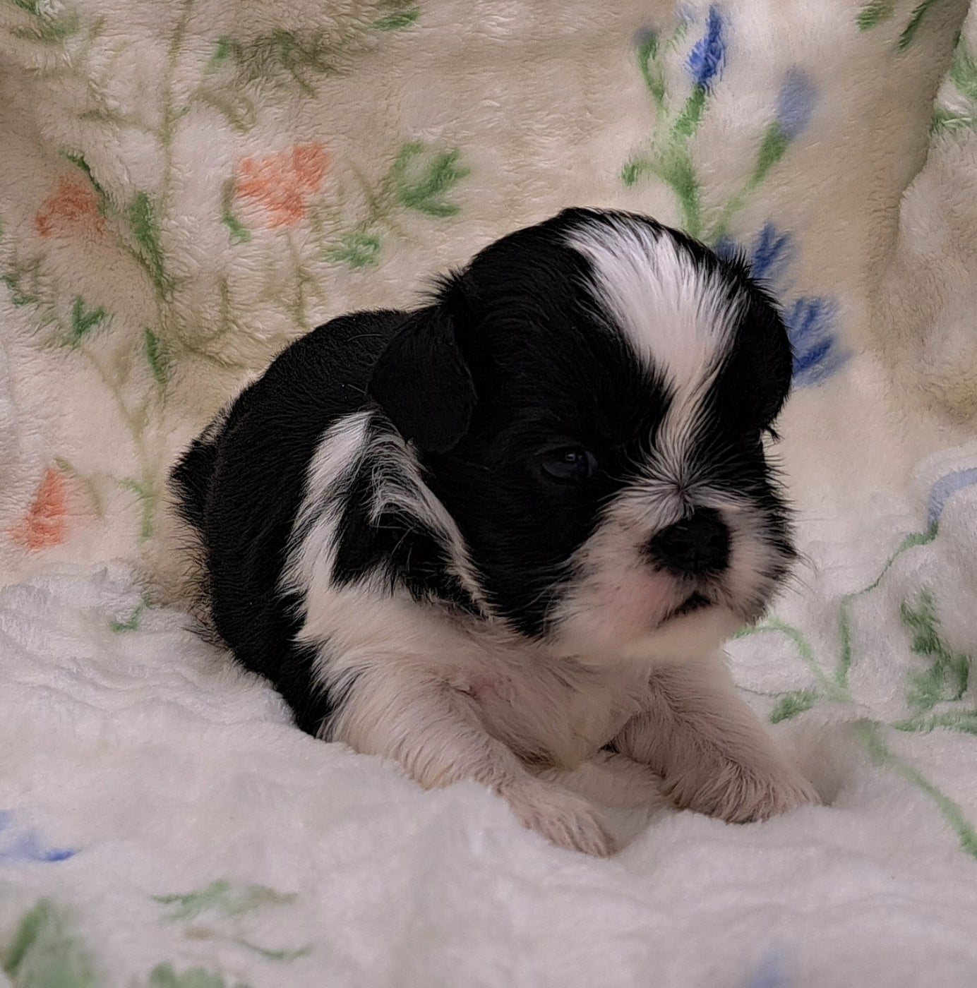 Boris (ruban bleu)