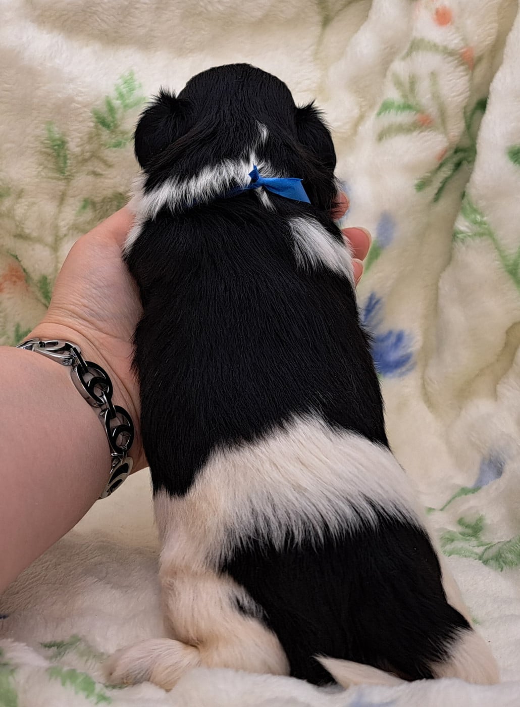 Boris (ruban bleu)