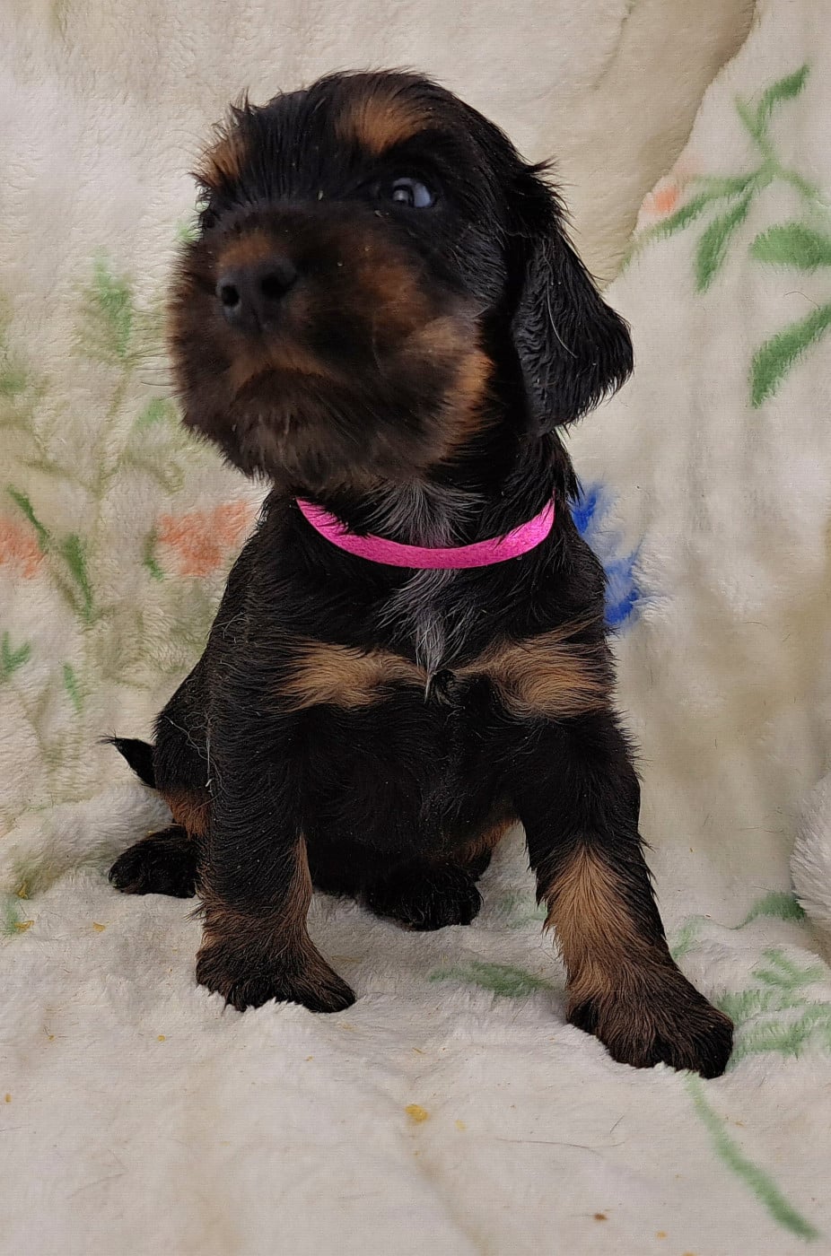 Cocker Spaniel Anglais - of Mayajoe's Dreams