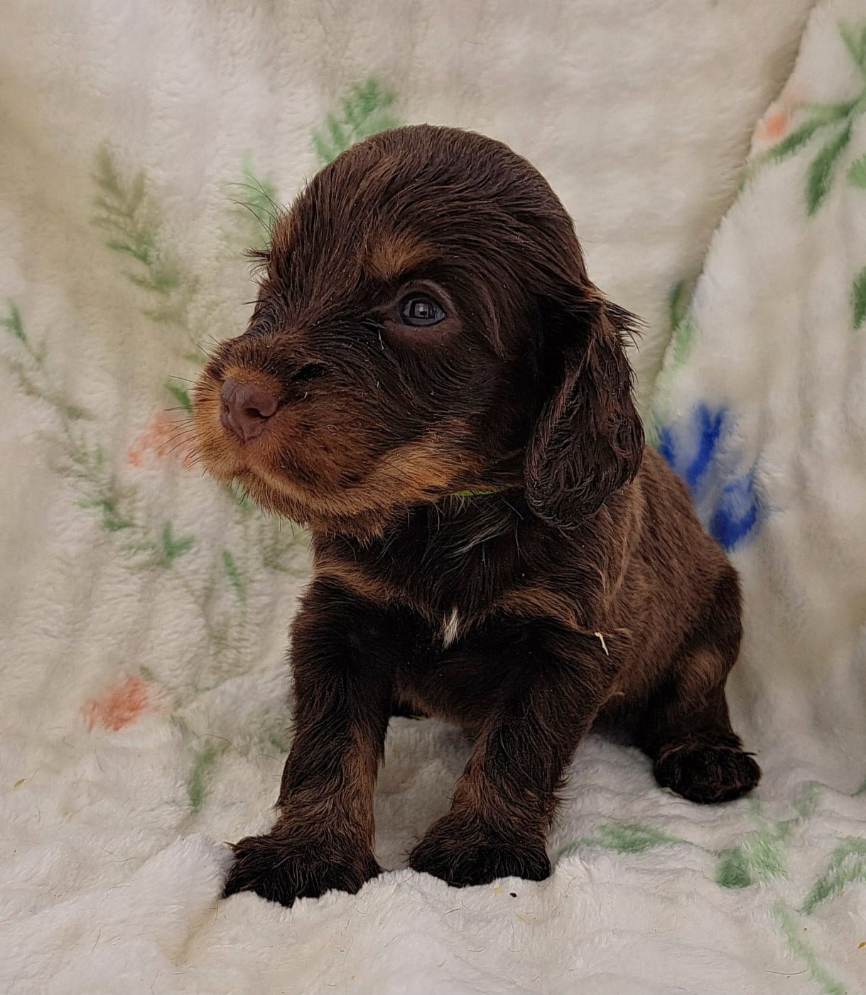 Cocker Spaniel Anglais - of Mayajoe's Dreams