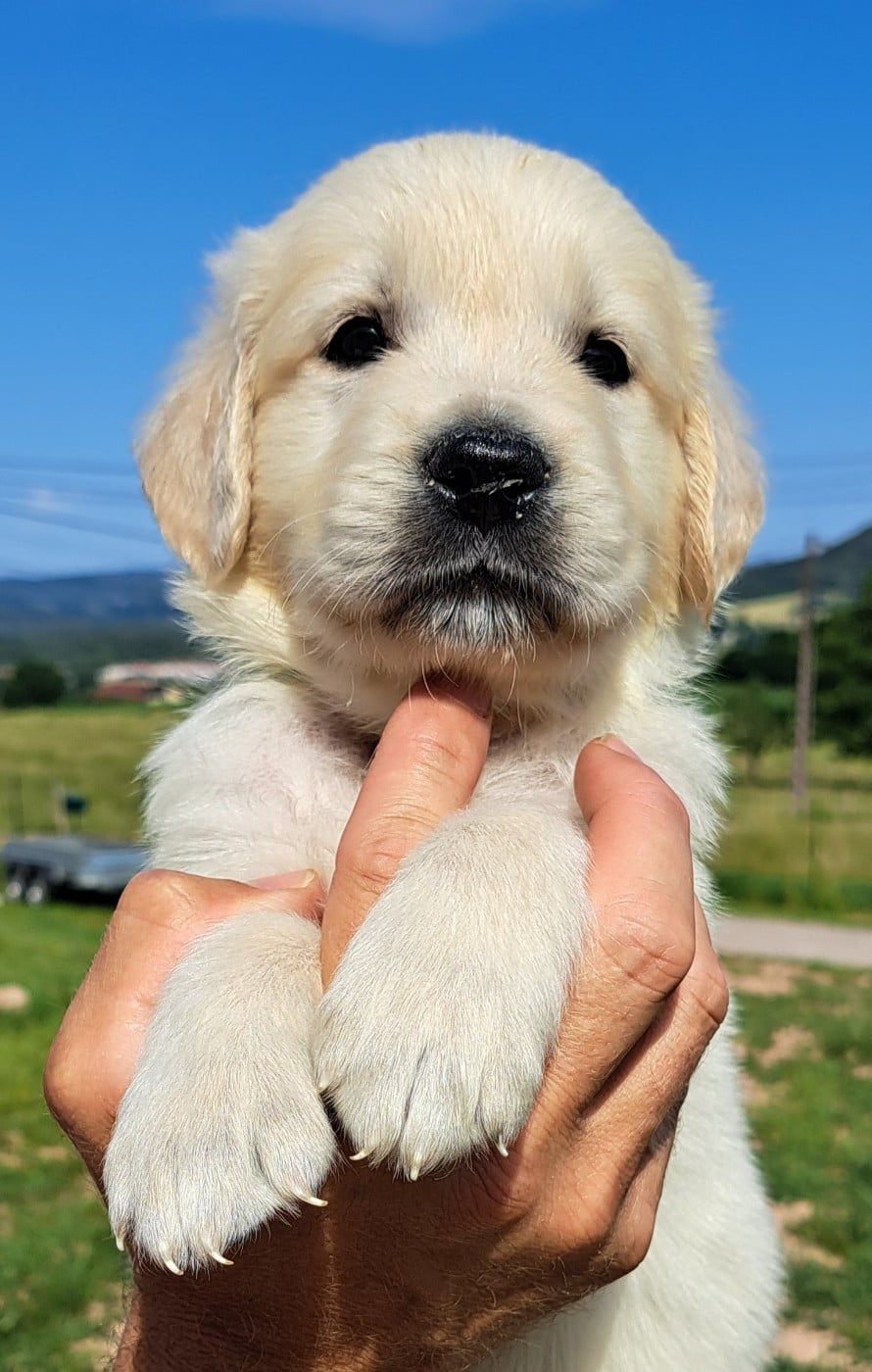 Golden Retriever - of Mayajoe's Dreams