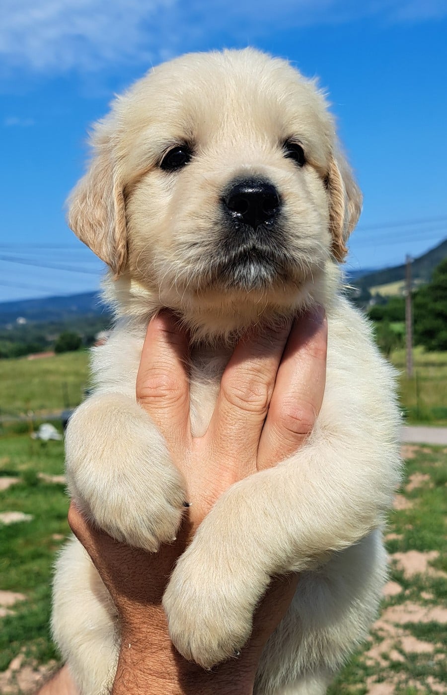 Golden Retriever - of Mayajoe's Dreams