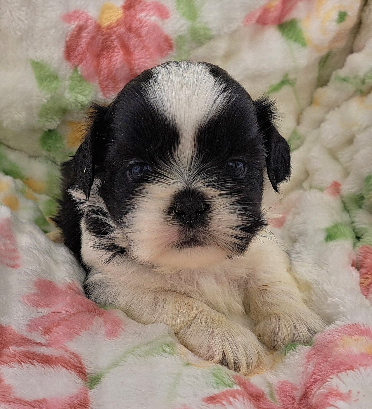 Shih Tzu - of Mayajoe's Dreams
