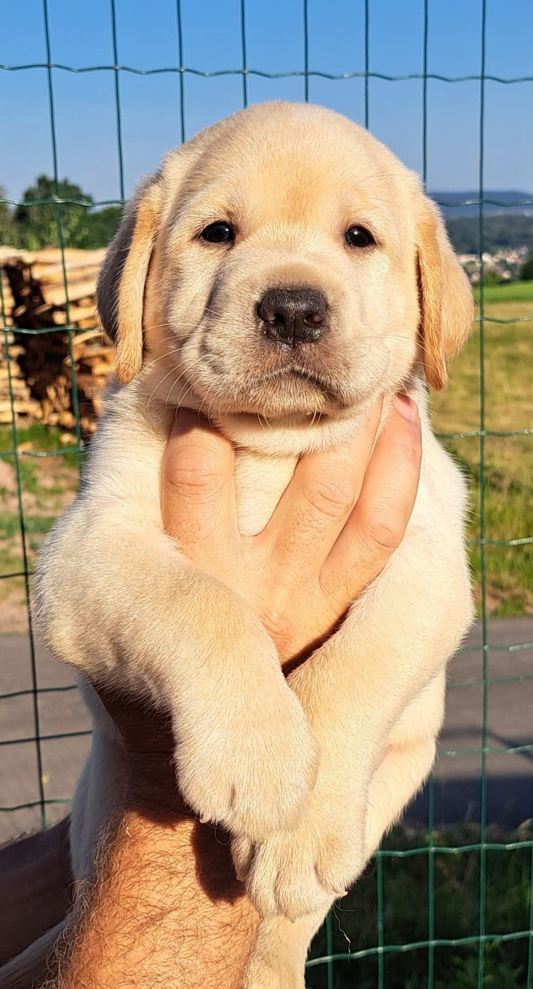 Labrador Retriever - of Mayajoe's Dreams