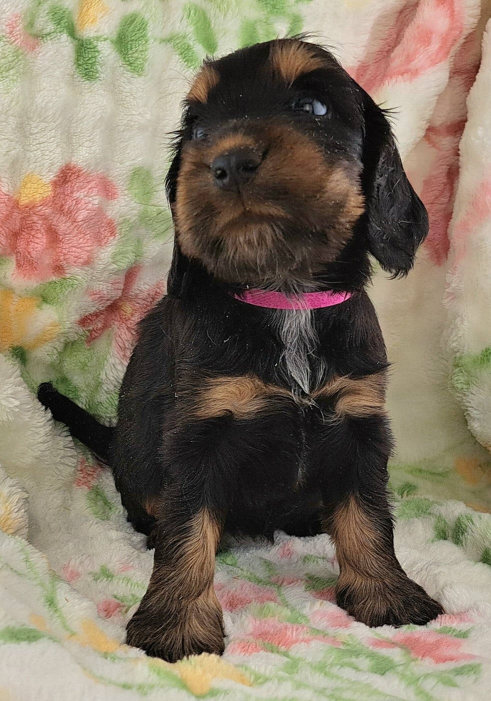 Cocker Spaniel Anglais - of Mayajoe's Dreams