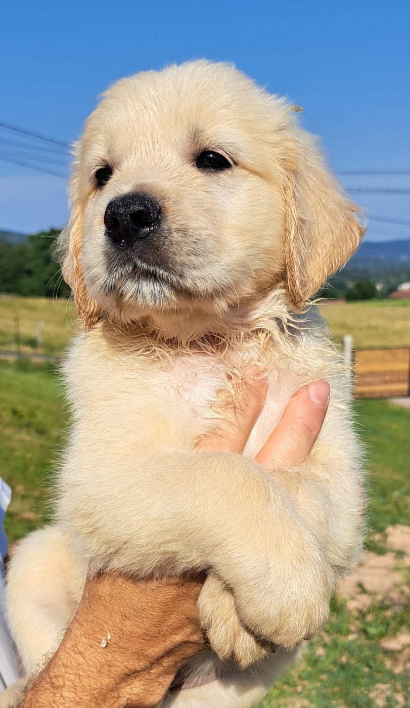 Golden Retriever - of Mayajoe's Dreams