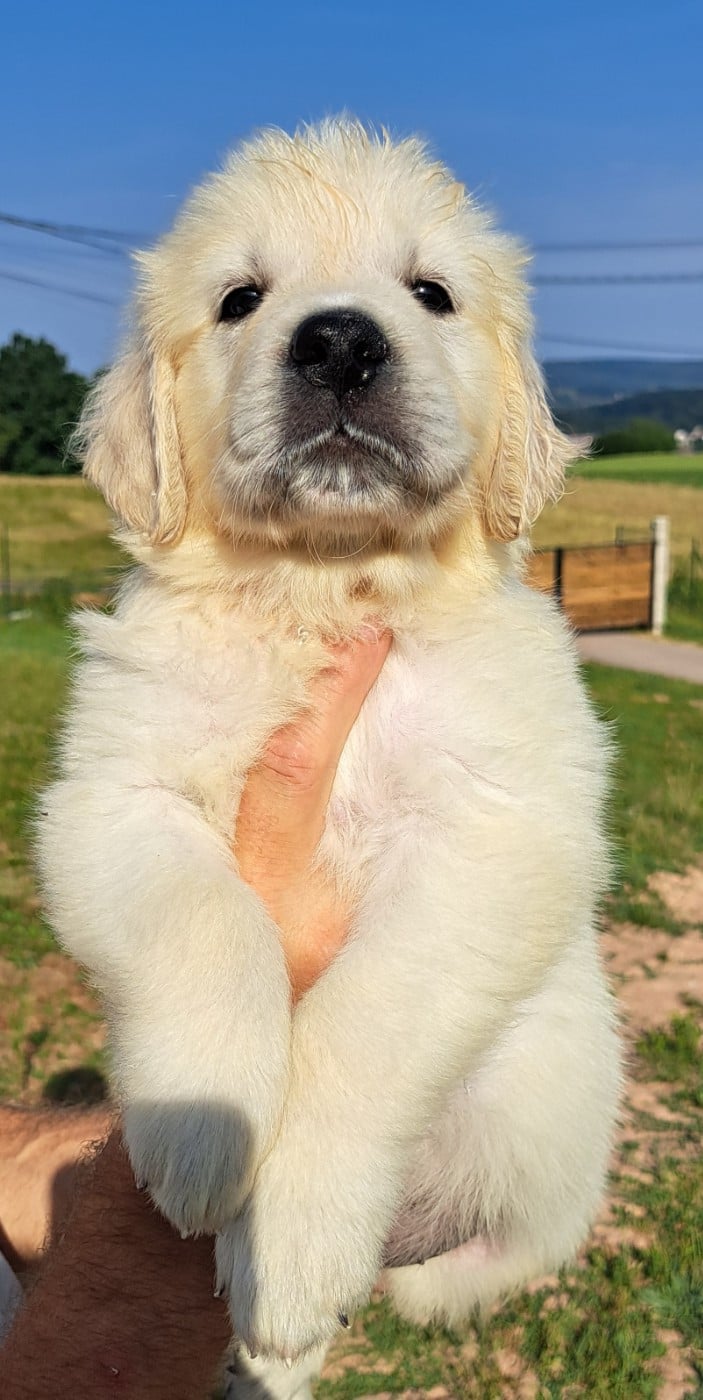 Golden Retriever - of Mayajoe's Dreams