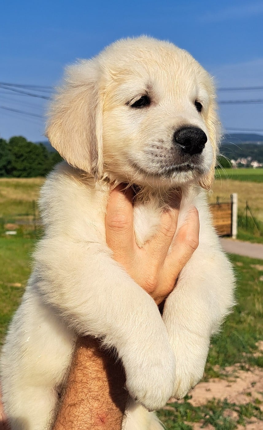 Golden Retriever - of Mayajoe's Dreams