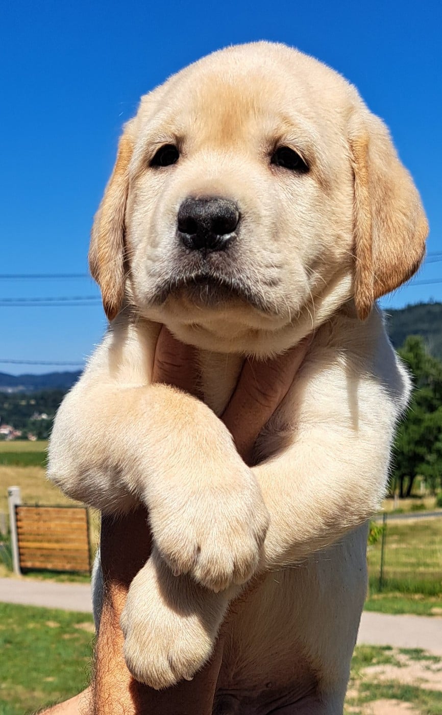 Boris