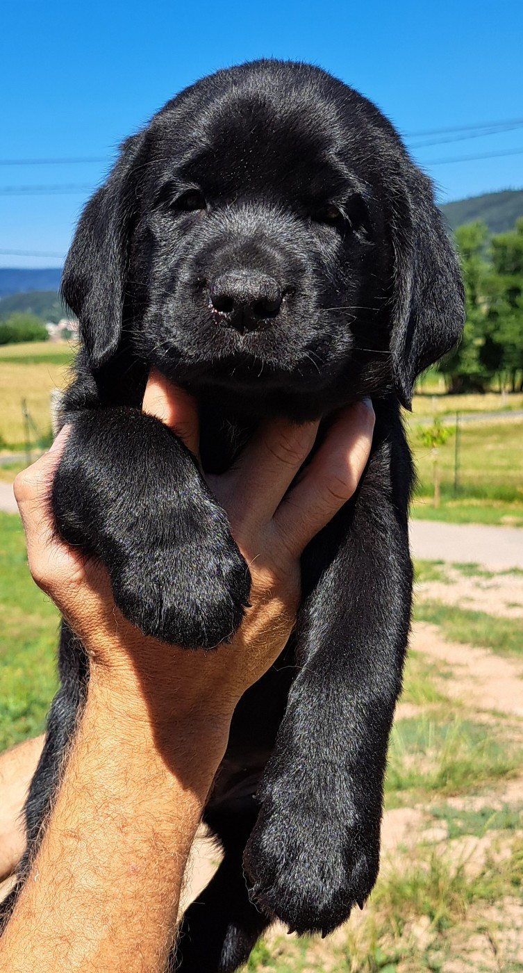 Brownie (ruban bleu)