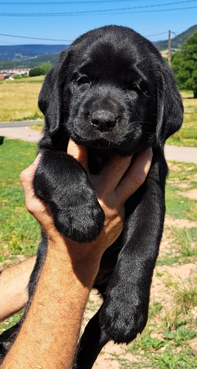Brownie (ruban bleu)