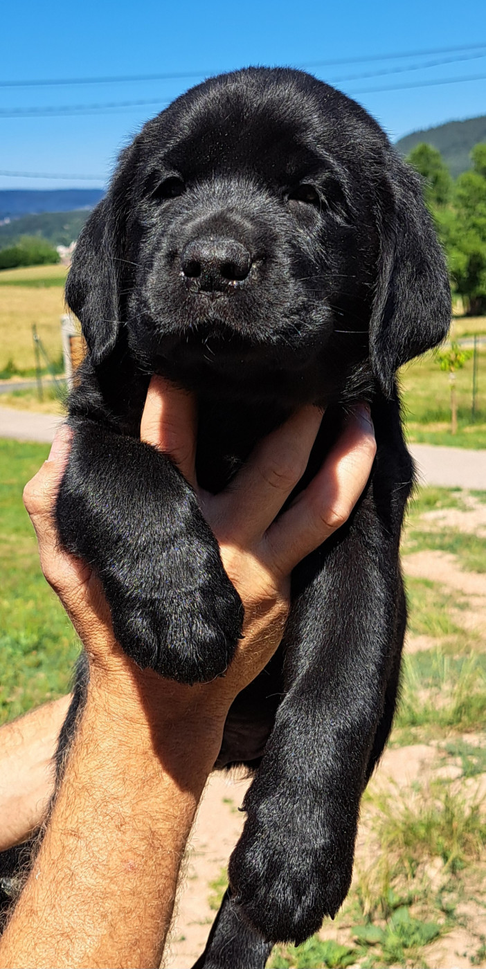 Brownie (ruban bleu)