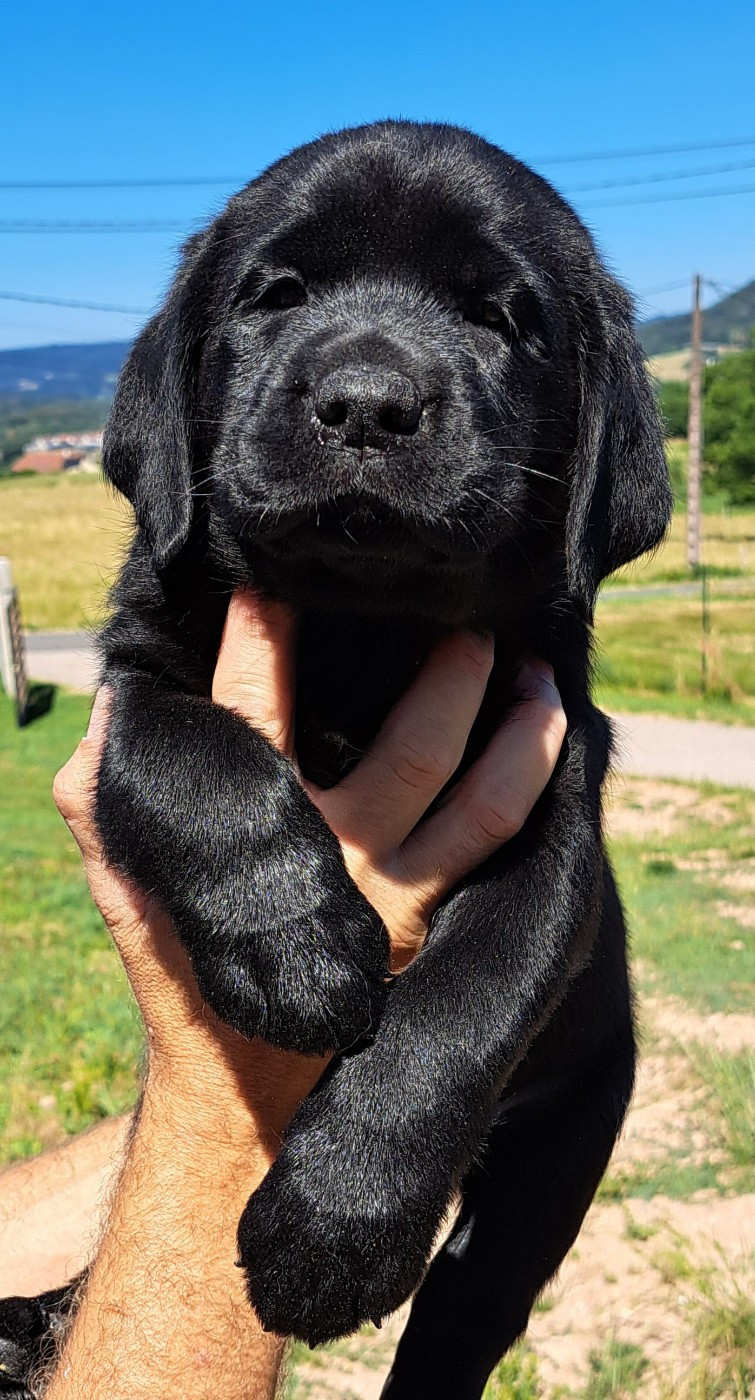 Brownie (ruban bleu)