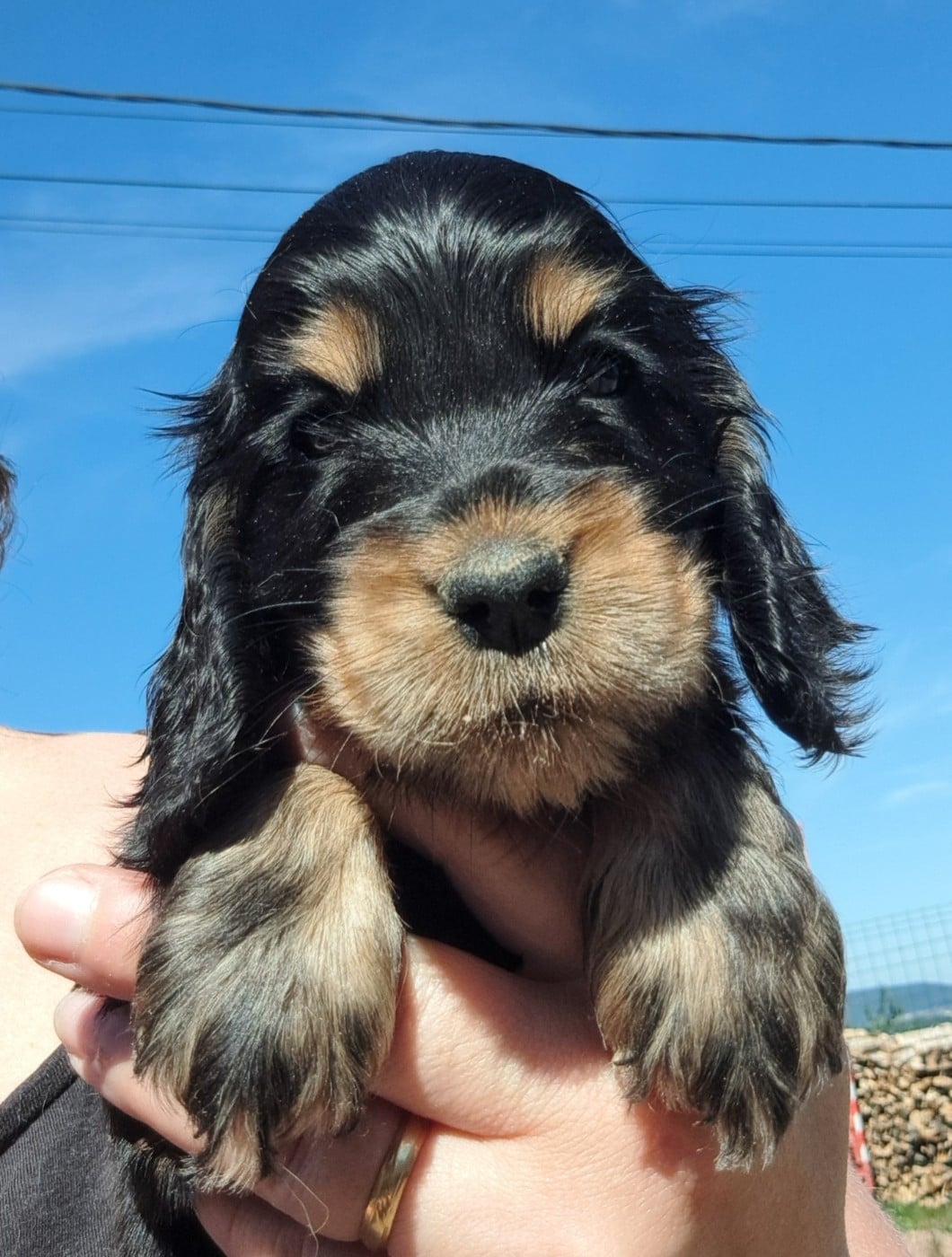 Cocker Spaniel Anglais - of Mayajoe's Dreams