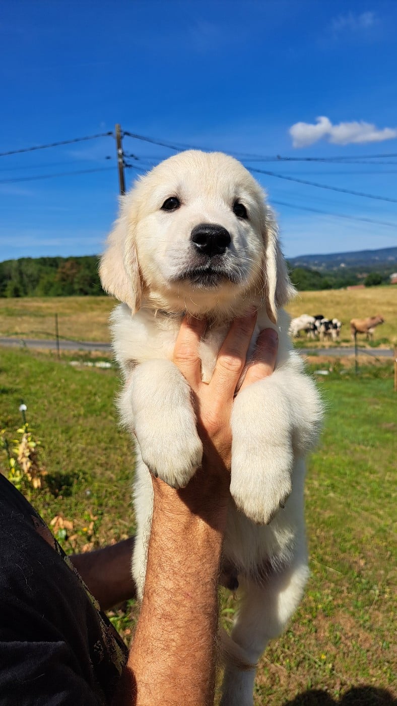 Golden Retriever - of Mayajoe's Dreams
