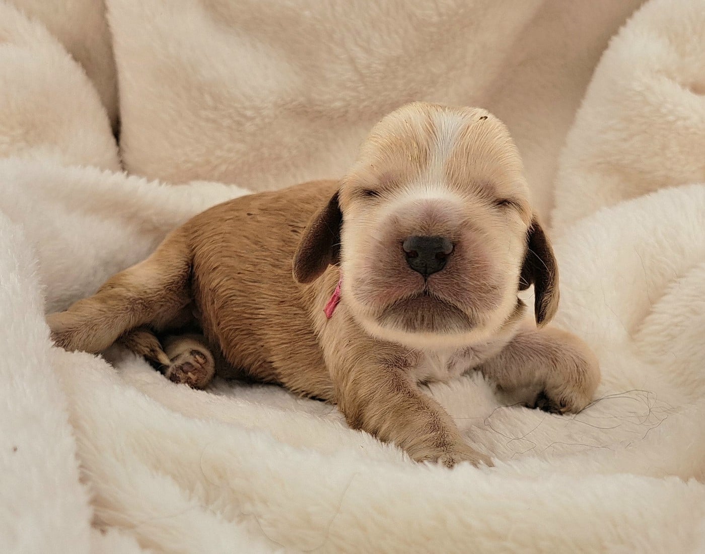 Chiot Cocker Spaniel Anglais