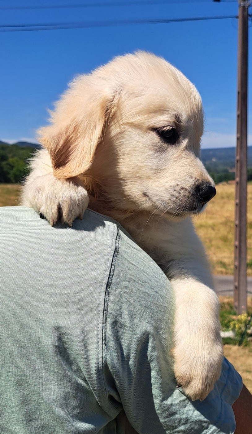 Billy (ruban doré)