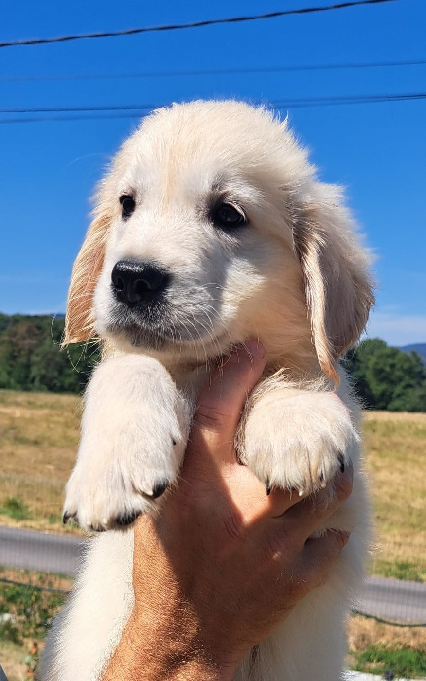 Billy (ruban doré)