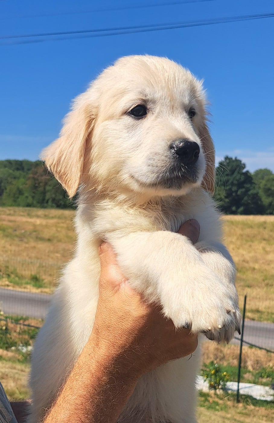 Billy (ruban doré)