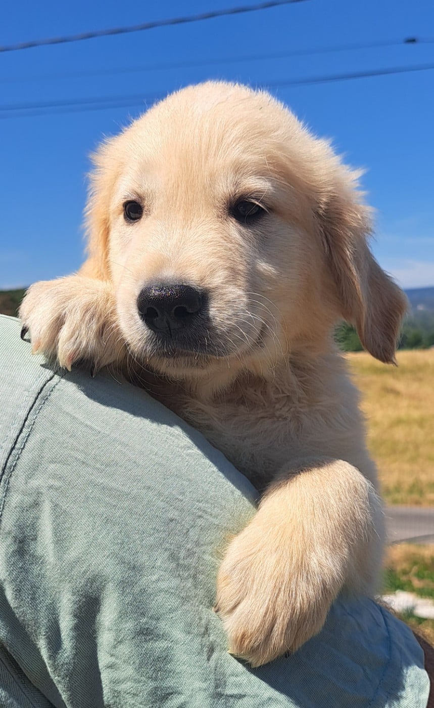 Baloo (ruban bleu)