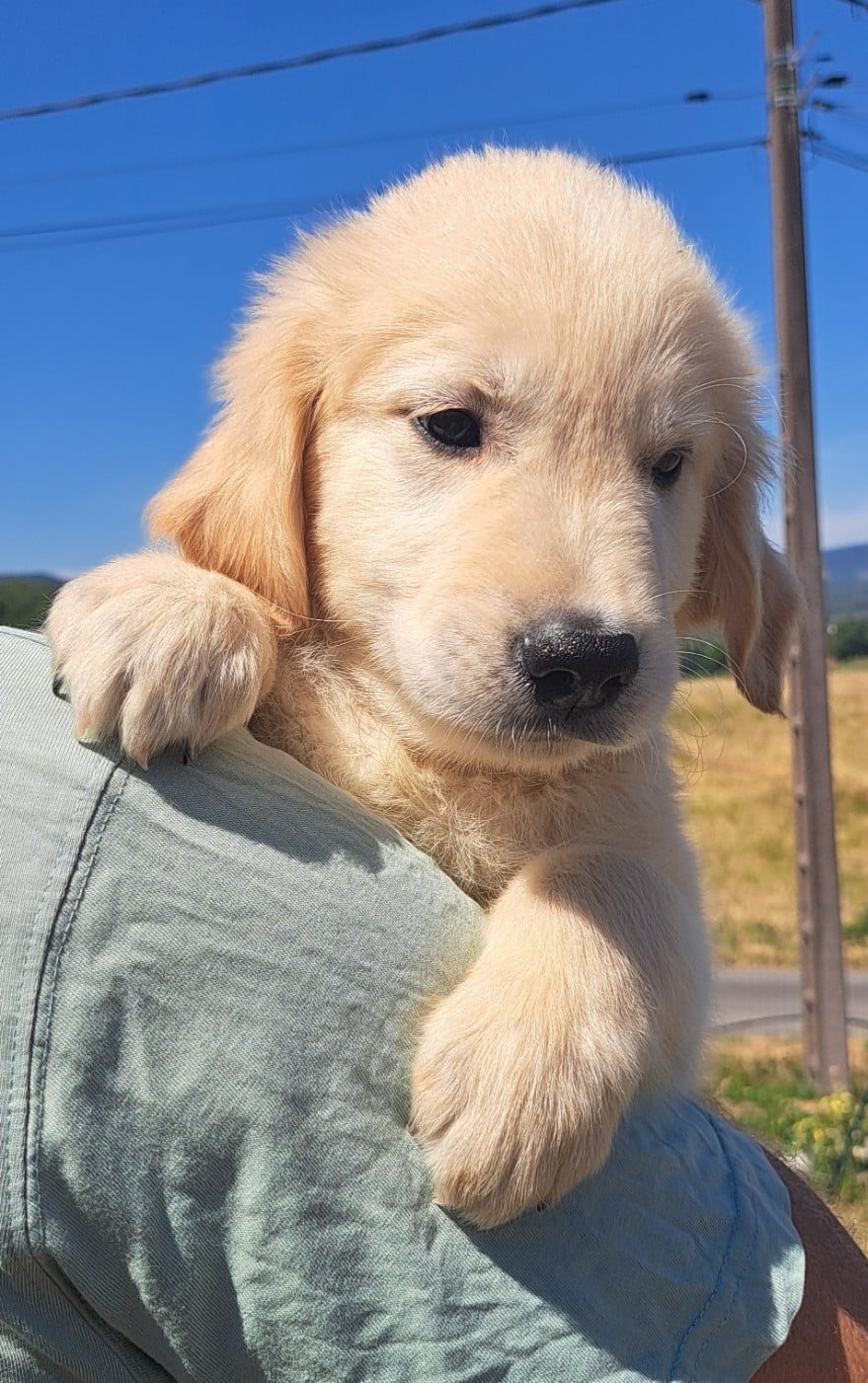 Baloo (ruban bleu)