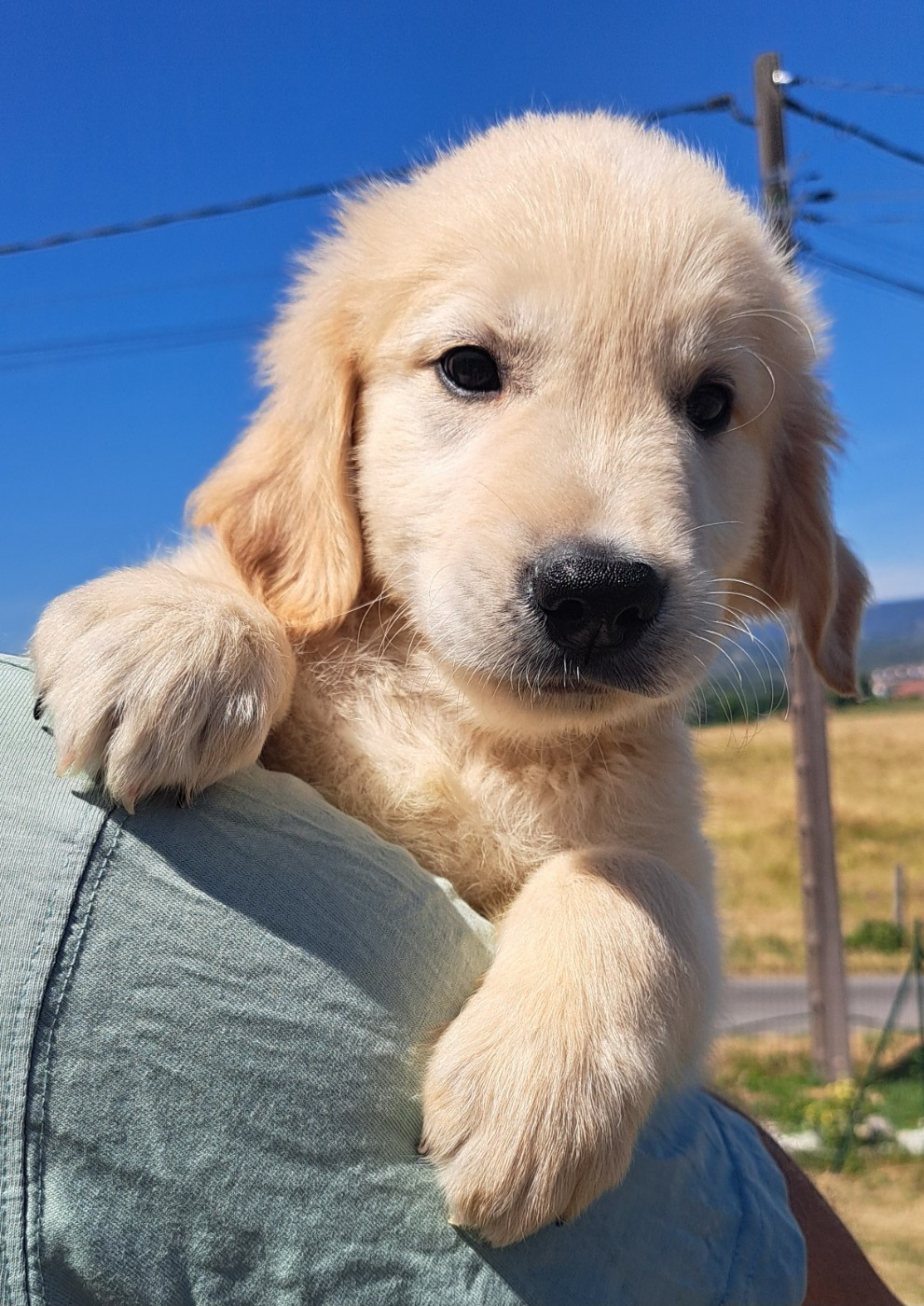 Baloo (ruban bleu)