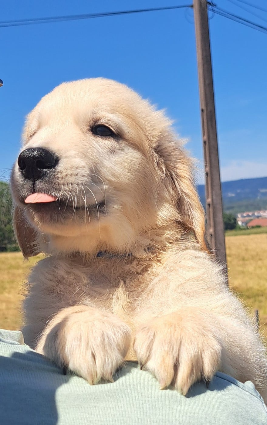 Baloo (ruban bleu)