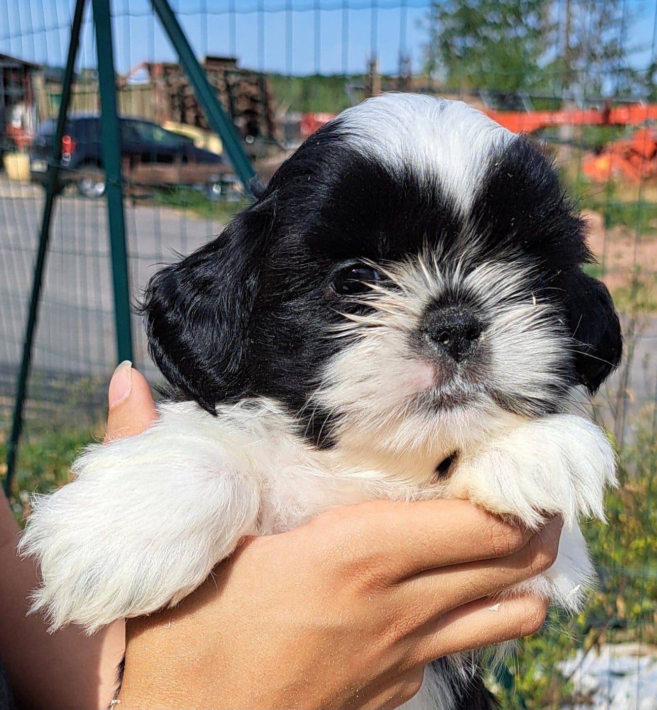 Boris (ruban bleu)