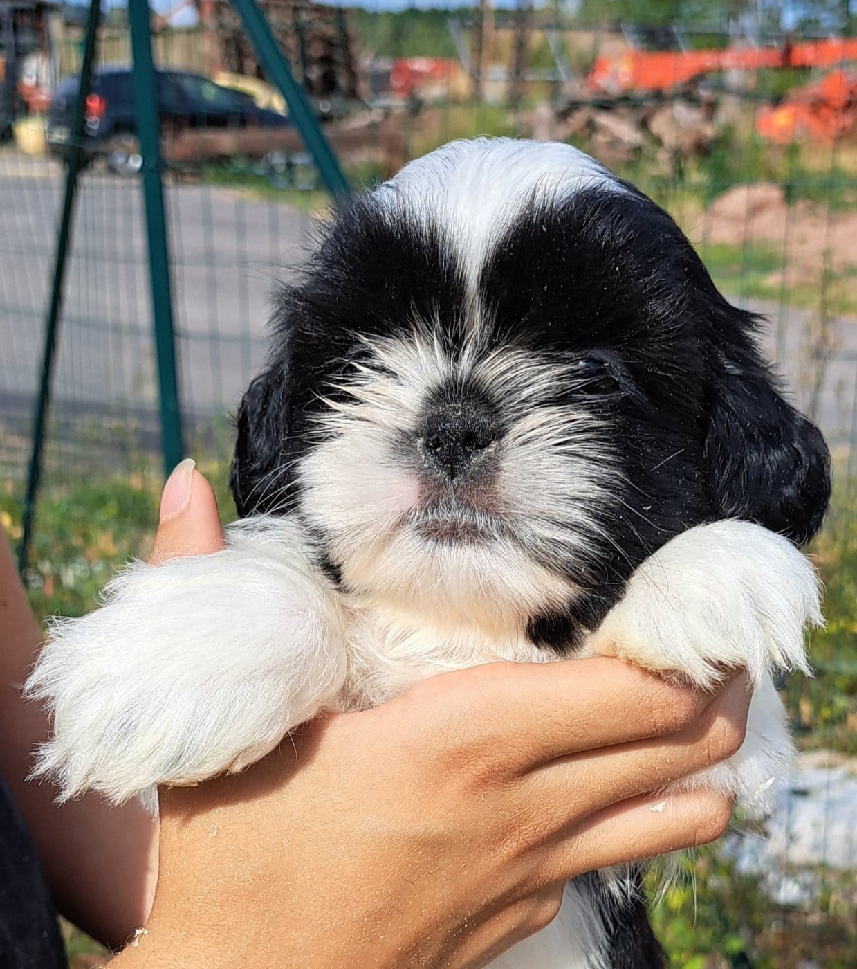 Boris (ruban bleu)