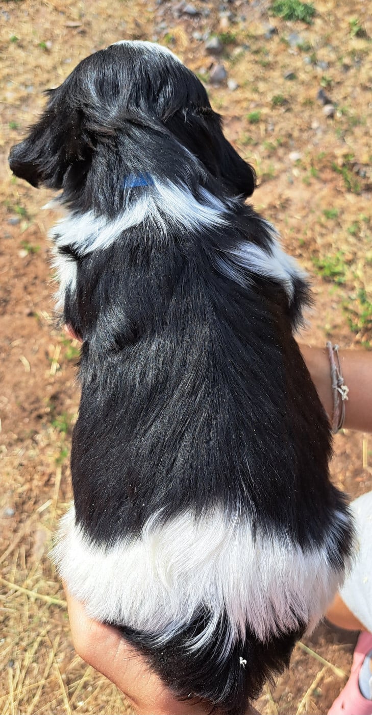 Boris (ruban bleu)